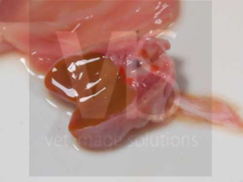 Dissected ovary with CL