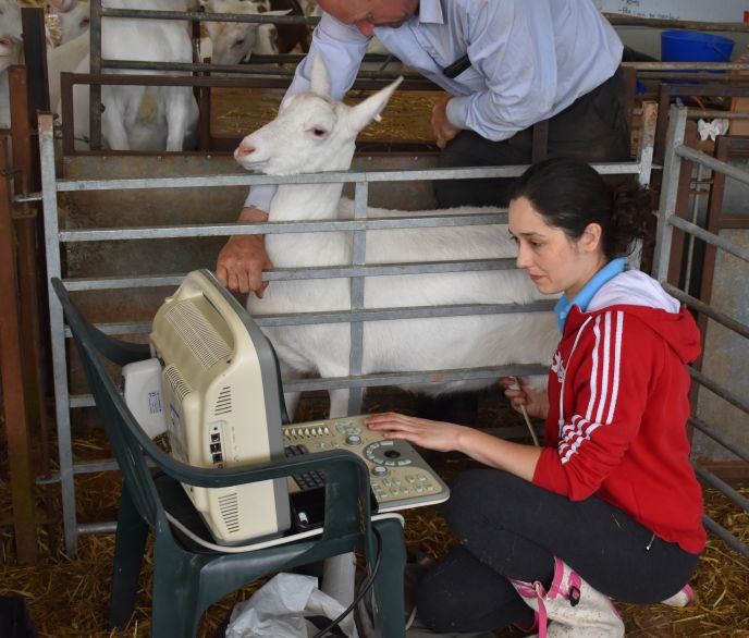 Goat scanning in Hereford