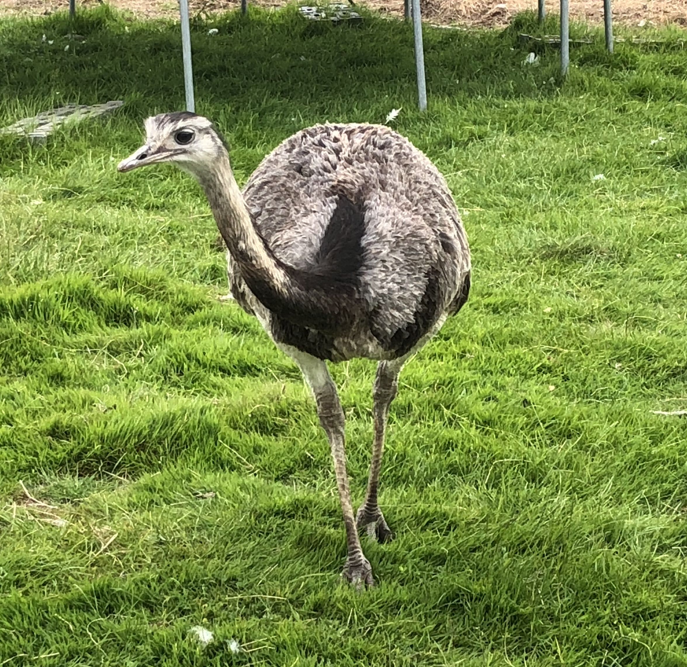 rhea at Woodhall Farm