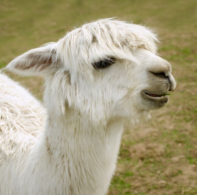 Abdominal ultrasound for alpaca and llama pregnancy diagnosis – Animal  Ultrasound Association