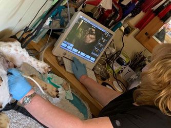 Canine Scanning West Midlands