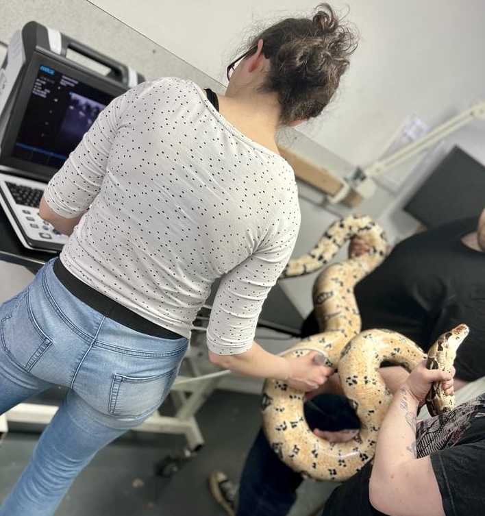 snake ultrasound