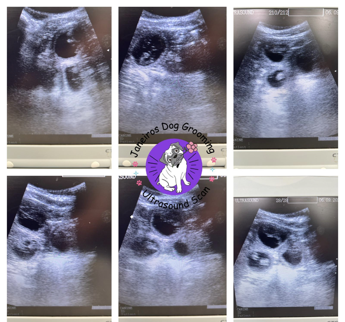 Picture of Miniature Schnauzer pregnancy scan Doncaster – Animal Ultrasound ...