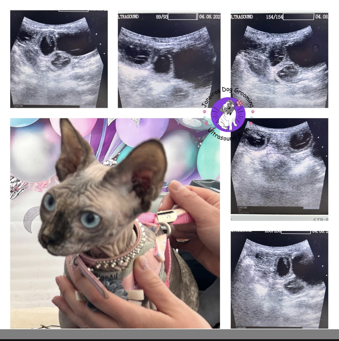 Sphynx Cat Animal Ultrasound Association