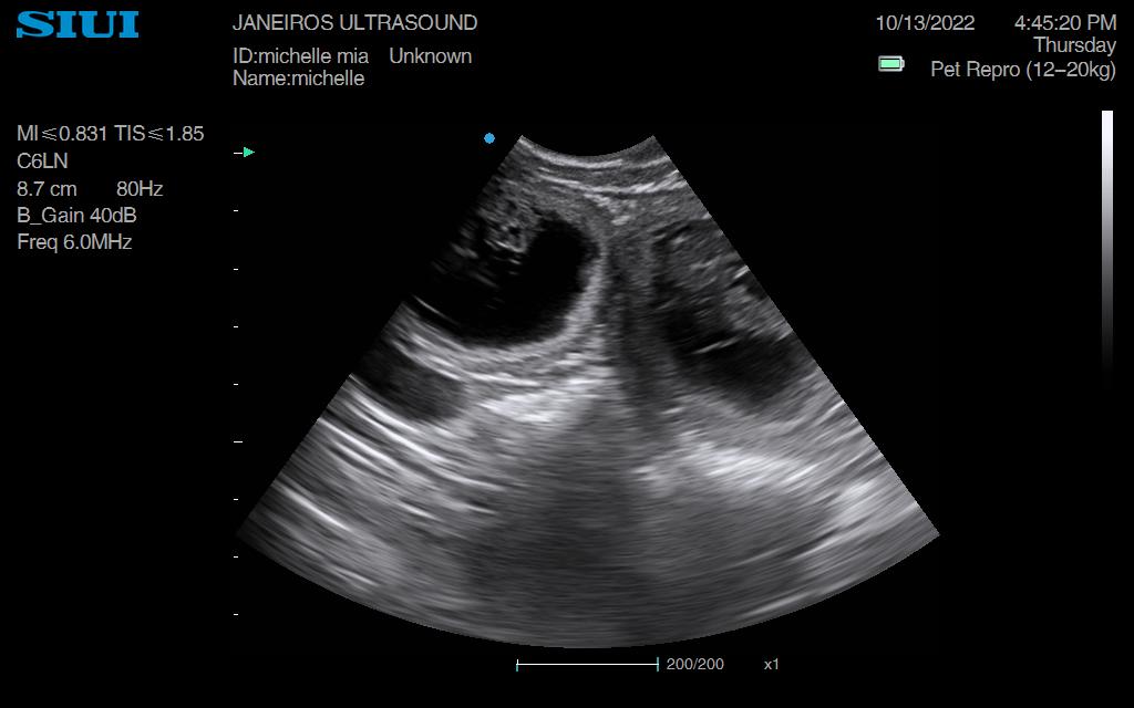 Picture of Miniature Schnauzer pregnancy scan Doncaster – Animal Ultrasound ...