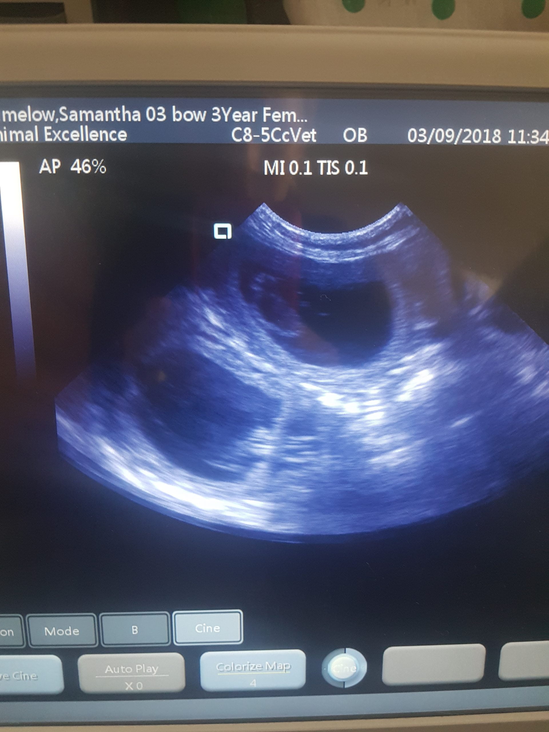 7 beautiful puppies captured on an ultrasound scan Animal Ultrasound Association