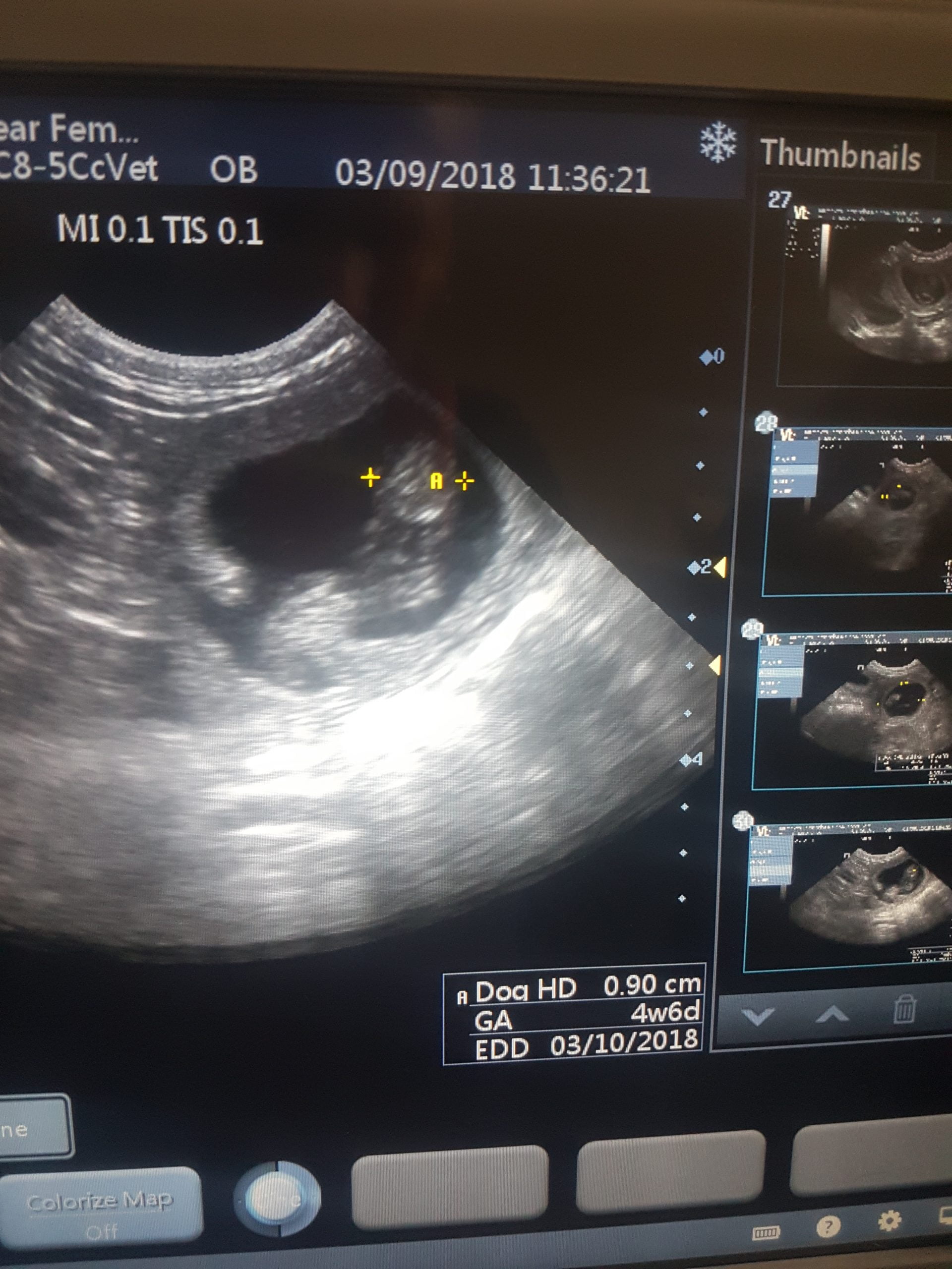 7 beautiful puppies captured on an ultrasound scan Animal Ultrasound Association
