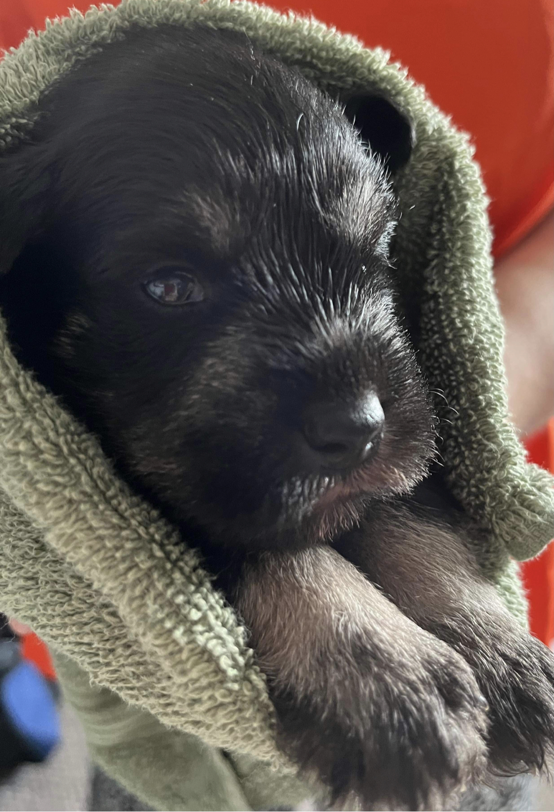 Miniature Schnauzer pregnancy scan Doncaster – Animal Ultrasound ... - Miniature Schnauzer Pregnancy Timeline