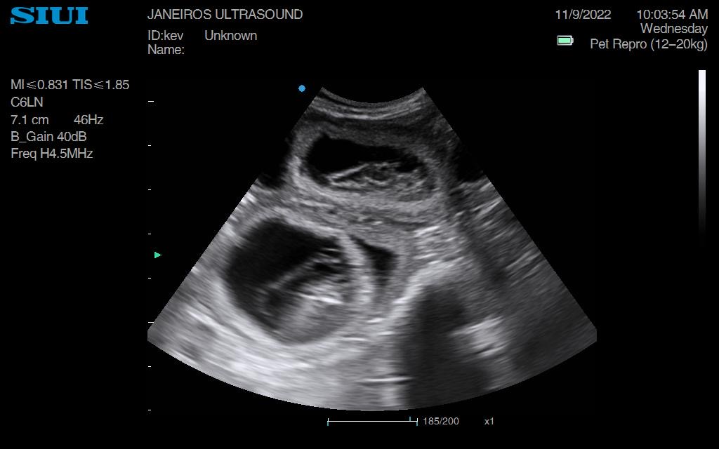 Cocker Spaniel Scan Doncaster - Animal Ultrasound Association