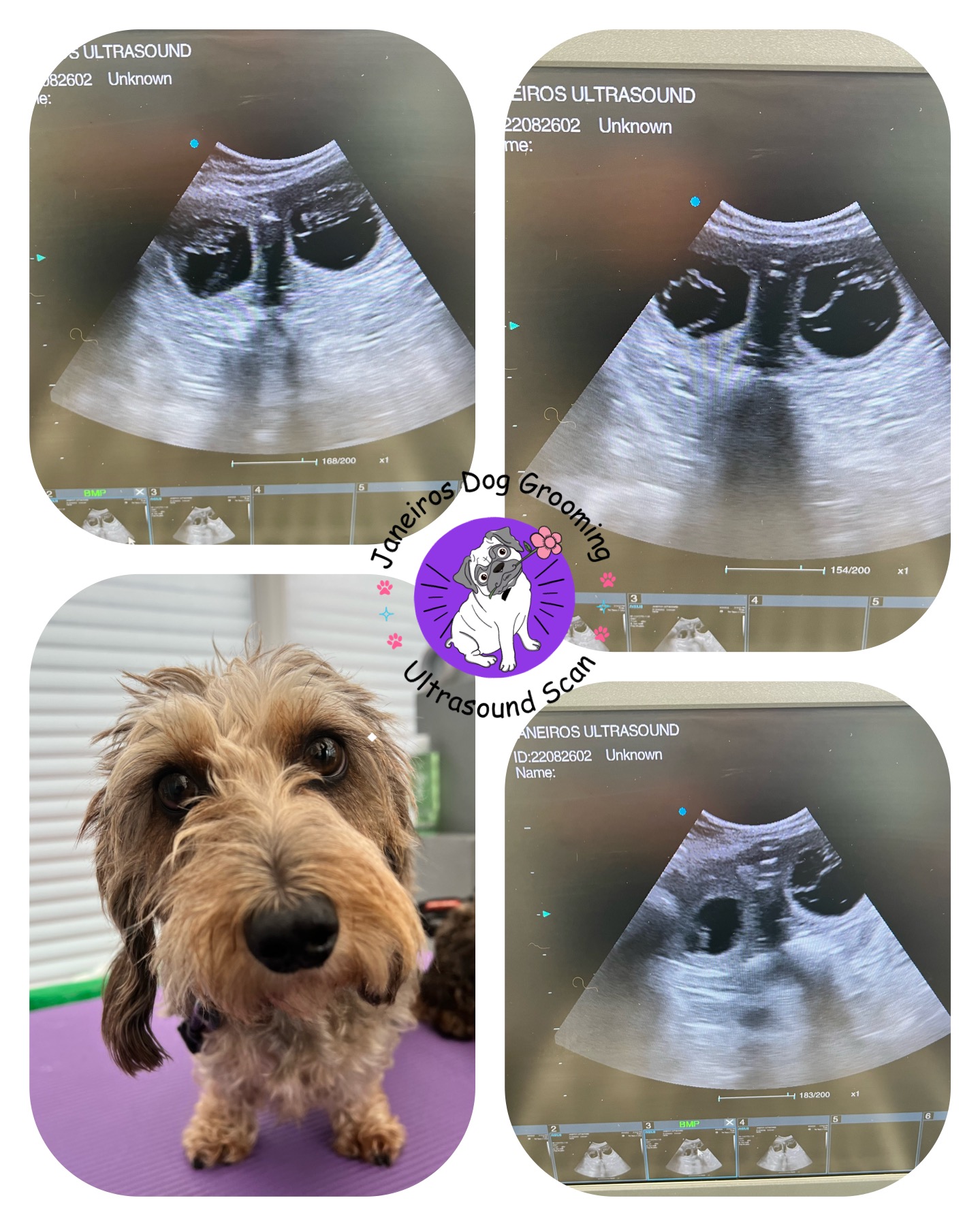 Miniature Wire haired Dachshund (Doncaster) Animal Ultrasound Association