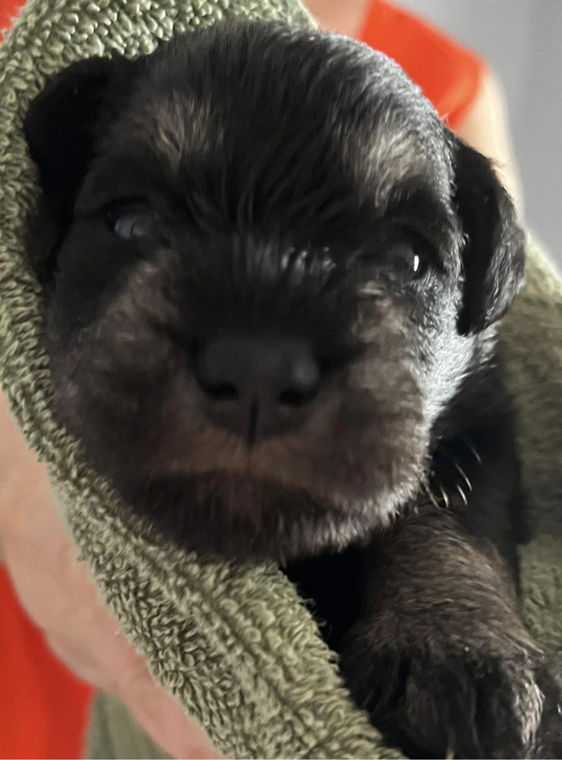 Miniature Schnauzer pregnancy scan Doncaster – Animal Ultrasound ... - Miniature Schnauzer Pregnancy Timeline