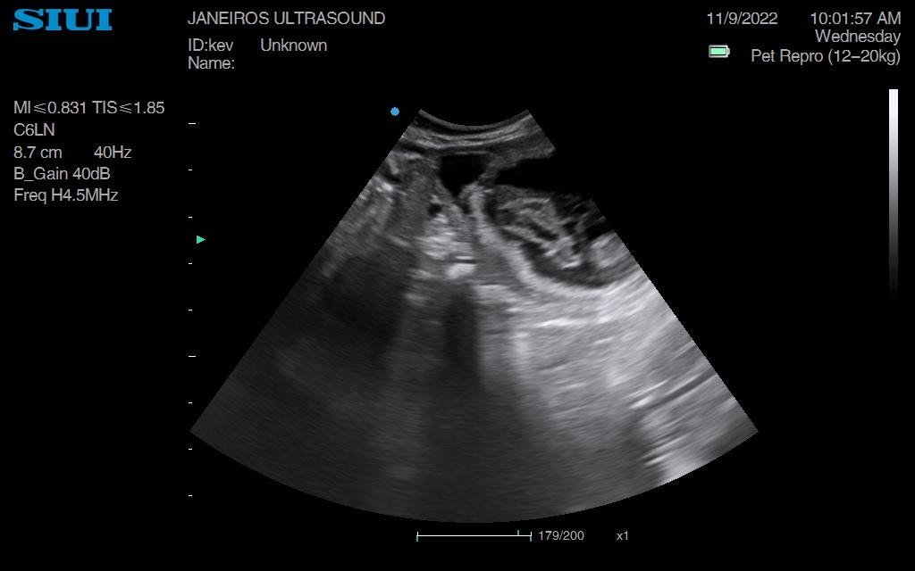 Cocker Spaniel Scan Doncaster - Animal Ultrasound Association