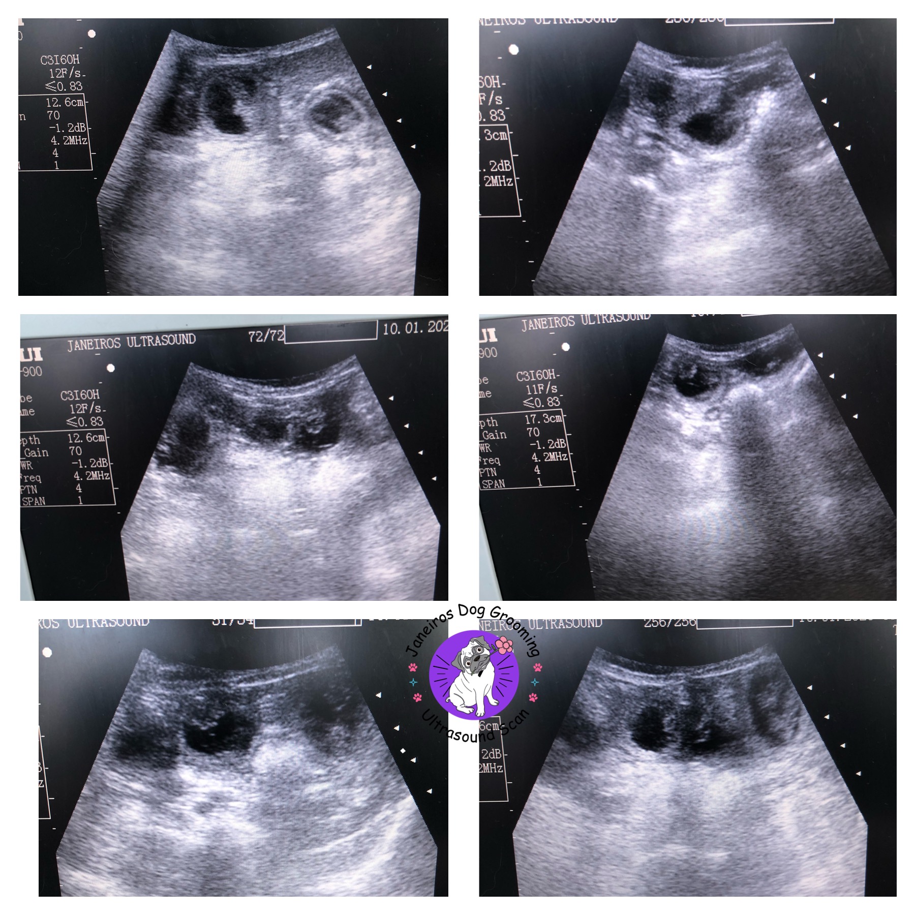 Wire Dachshund Animal Ultrasound Association