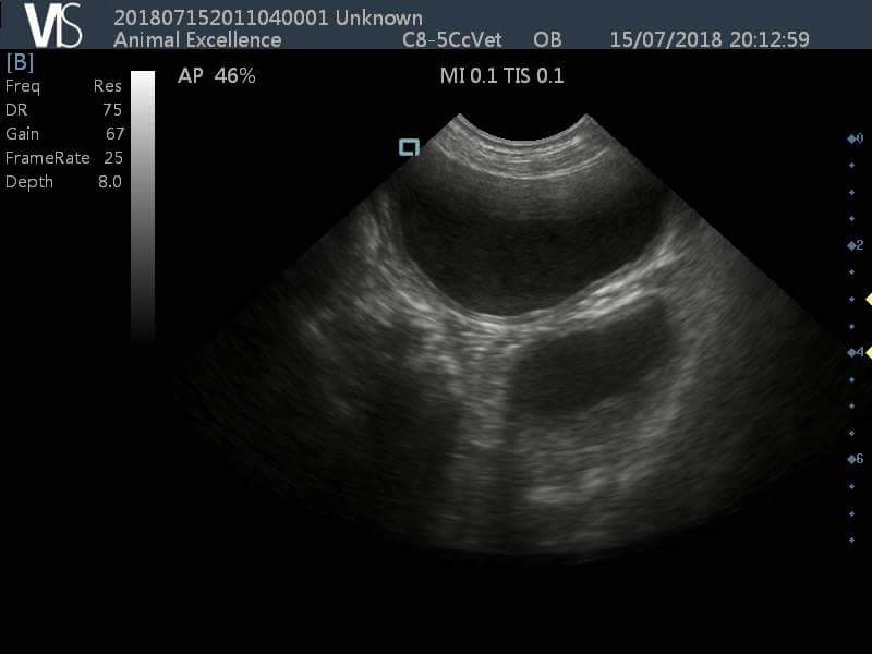 Pyometra Ultrasound images Animal Ultrasound Association
