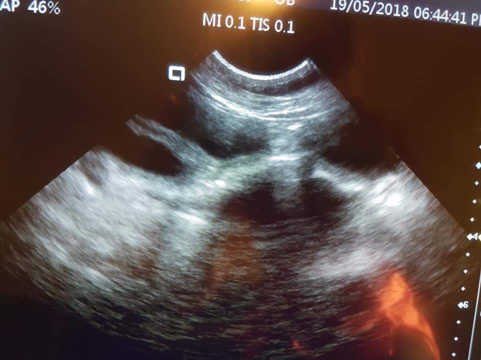 Pyometra Ultrasound images Animal Ultrasound Association
