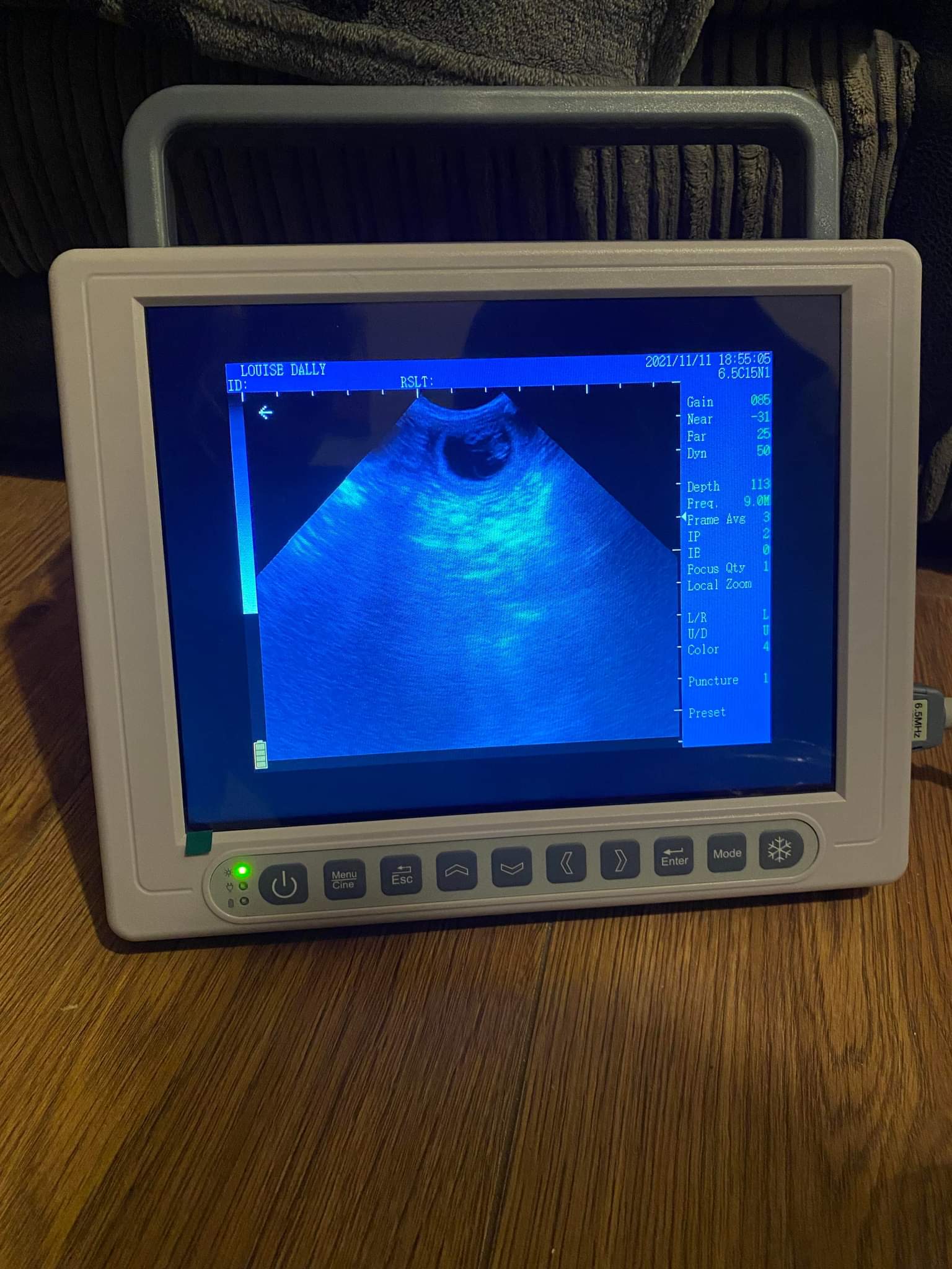 Cavapoo in Bodmin 29days – Animal Ultrasound Association