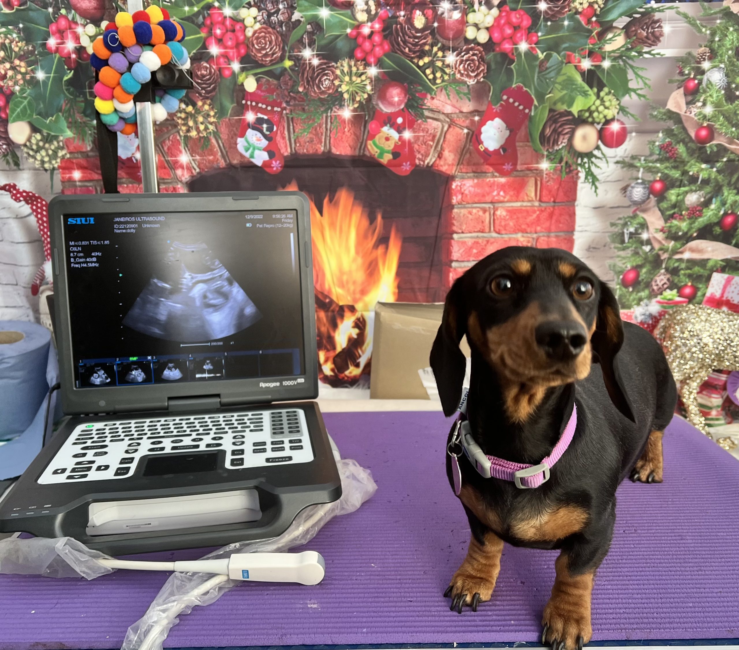 Dachshund Dolly confirmed pregnancy DN12 Animal Ultrasound Association