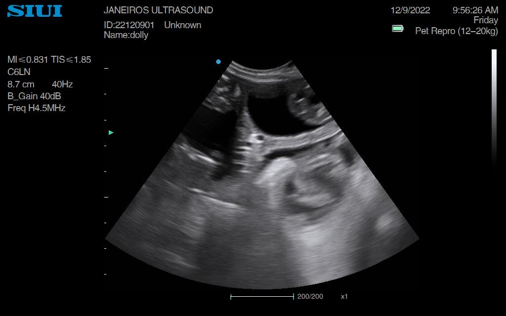 Dachshund Dolly confirmed pregnancy DN12 Animal Ultrasound Association