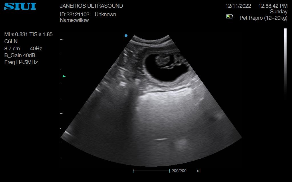 English Cocker Spaniel Pregnancy Scan DN12 – Animal Ultrasound Association