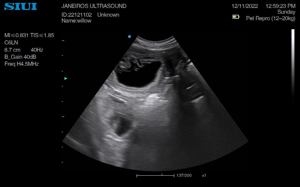 English Cocker Spaniel Pregnancy Scan DN12 – Animal Ultrasound Association