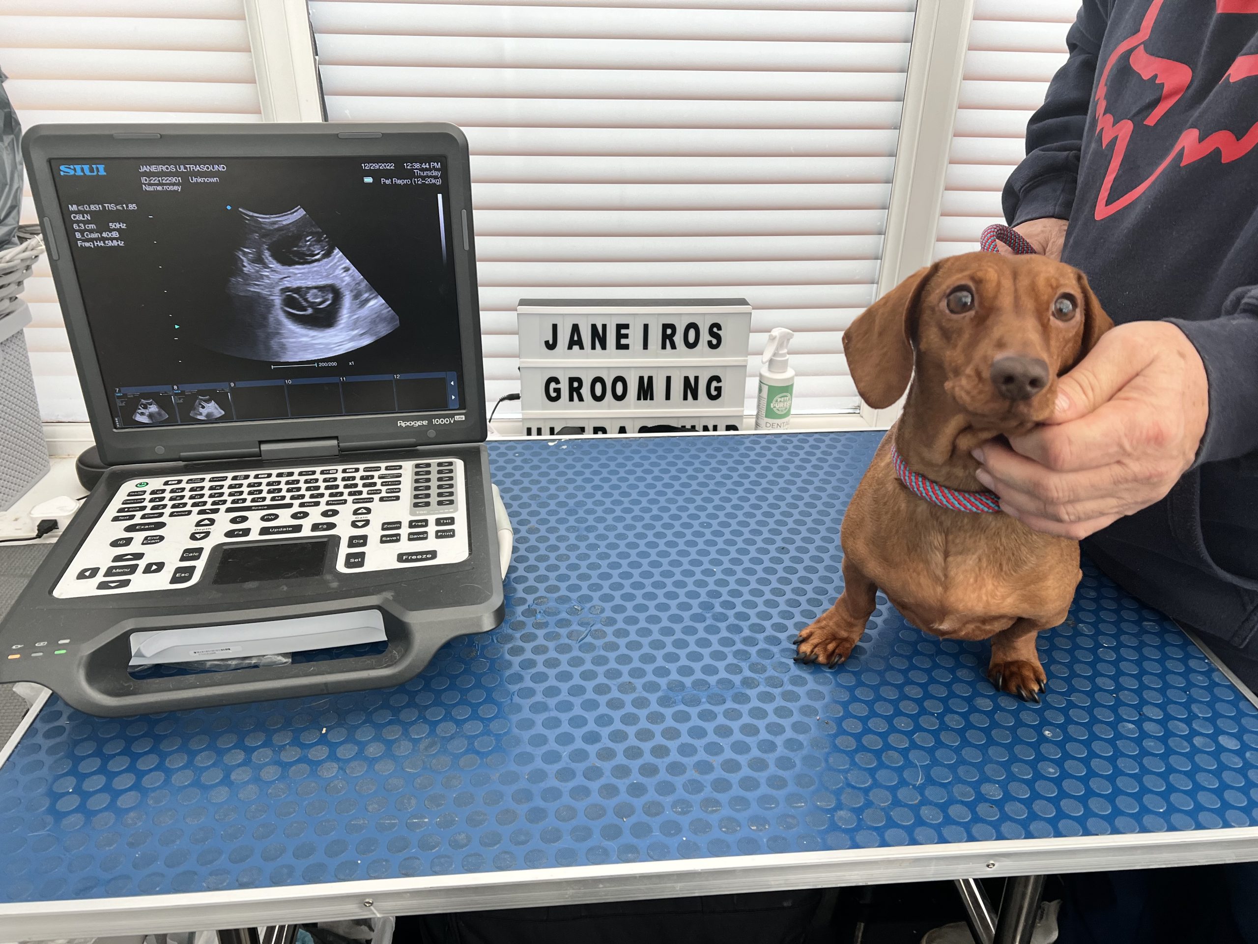 Rosey Dachshund Ultrasound Conisbrough Animal Ultrasound Association
