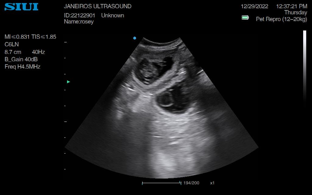 Rosey Dachshund Ultrasound Conisbrough Animal Ultrasound Association