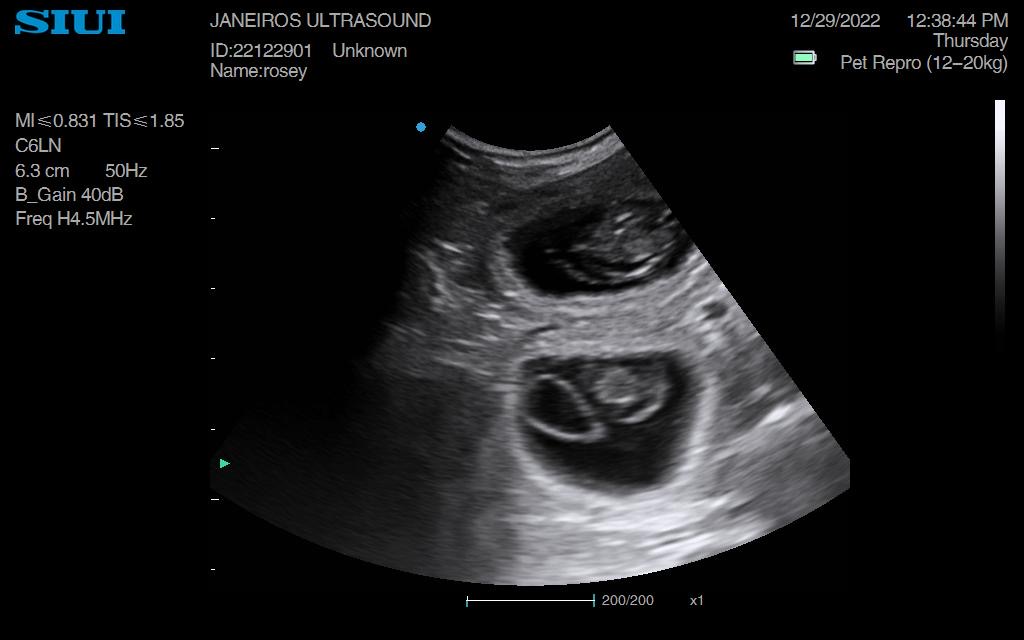 Rosey Dachshund Ultrasound Conisbrough Animal Ultrasound Association
