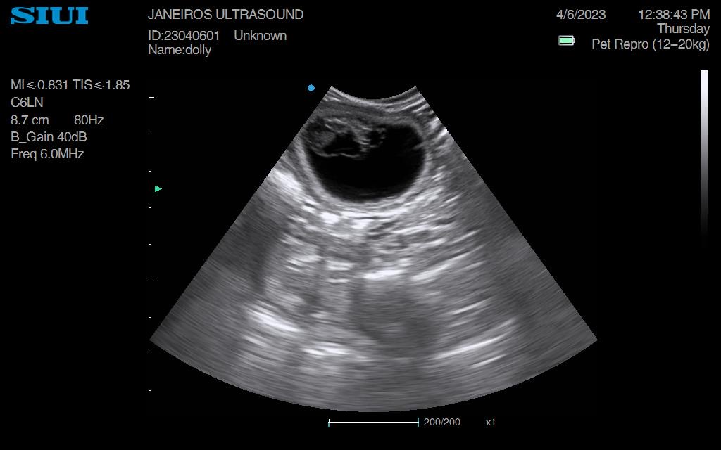 Dolly Chihuahua ultrasound Doncaster Animal Ultrasound Association