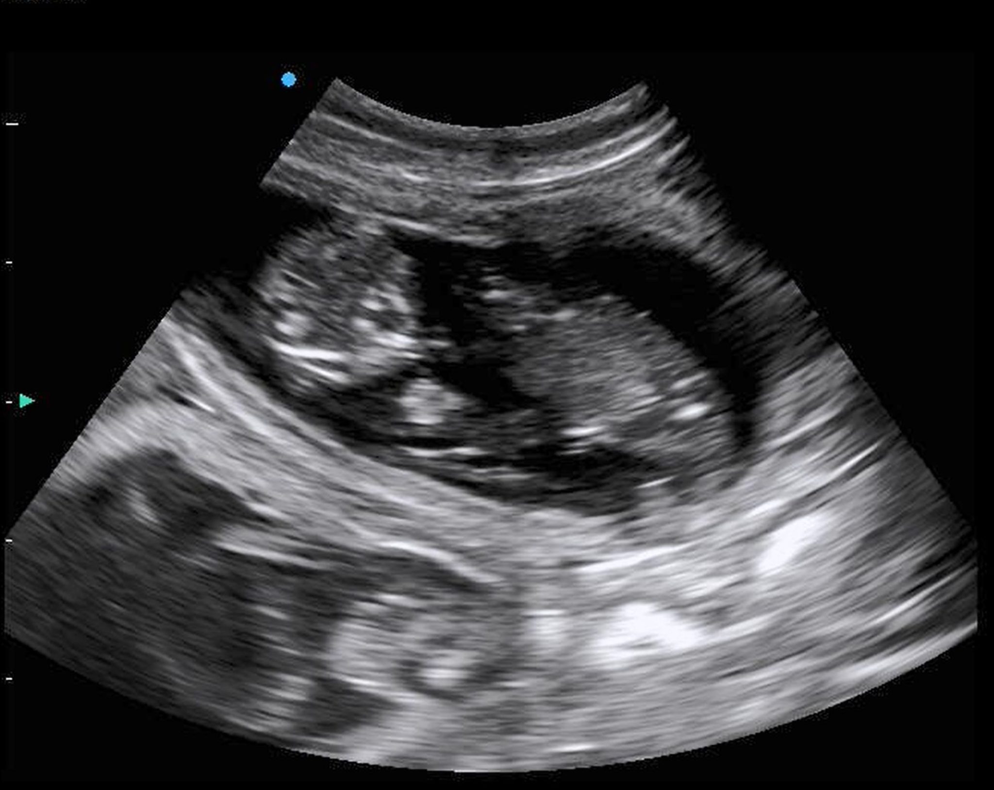 Veterinarians Animal Ultrasound Association