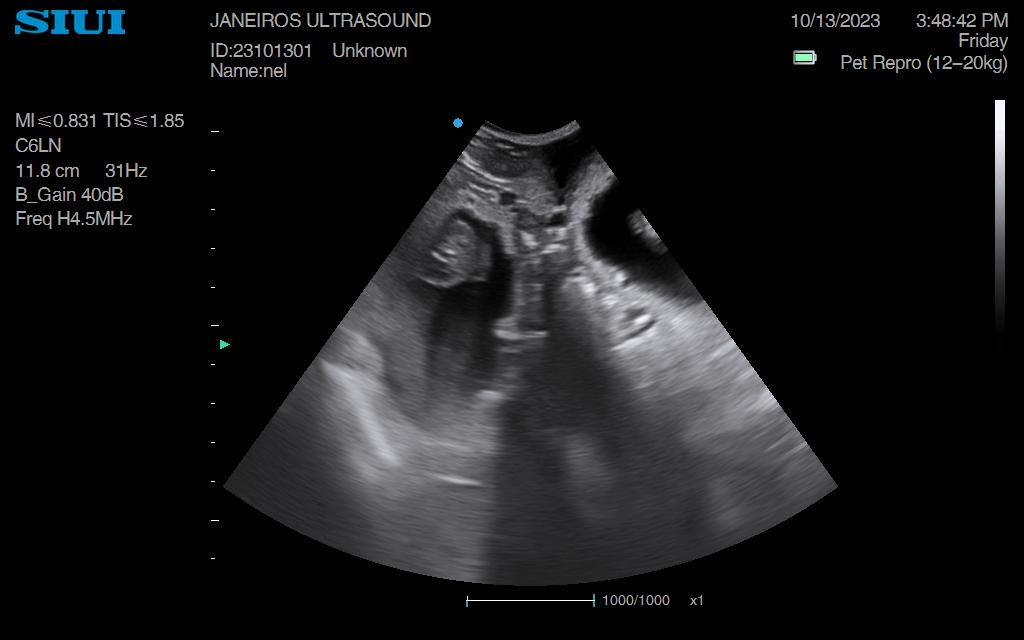 Nel, Dachshund Pregnancy Scan Conisbrough Animal Ultrasound Association