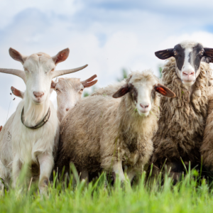 Ultrasound for Goat & Sheep Pregnancy Scanning